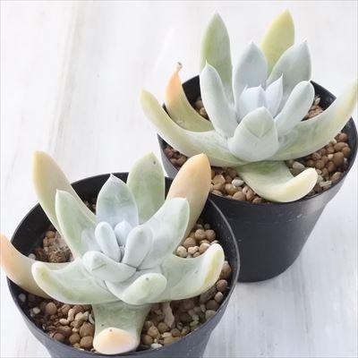 多肉植物 caダドレア パキフィツム 多肉植物 ダドレア 9cmポット | 日本花キ流通 | 01