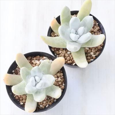 多肉植物 caダドレア パキフィツム 多肉植物 ダドレア 9cmポット | 日本花キ流通 | 02