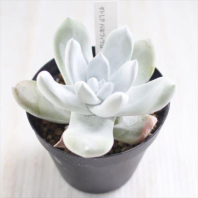 多肉植物 caダドレア パキフィツム 多肉植物 ダドレア 9cmポット | 日本花キ流通 | 03