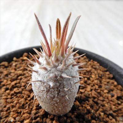 日本花キ流通 多肉植物 caパキポディウム イノピナーツム 多肉