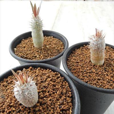 日本花キ流通 多肉植物 caパキポディウム イノピナーツム 多肉
