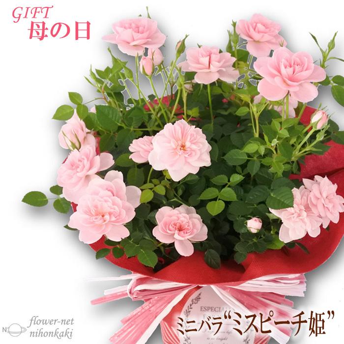 母の日 生花 ギフト 花 プレゼント 鉢花 ギガランキングｊｐ