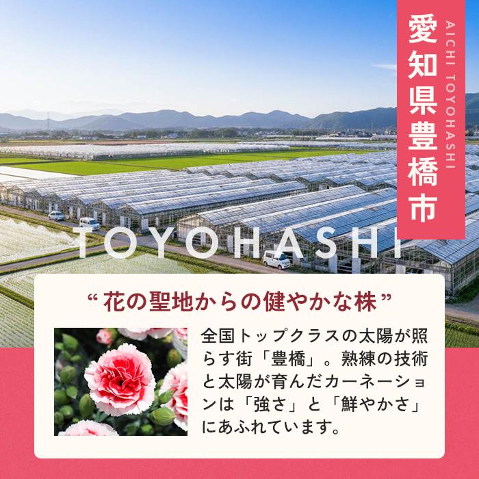 ＼遅れてごめんね／ 母の日 プレゼント 選べる カーネーション 12色 5号鉢 送料無料 メッセージカード付き 母の日ギフト 花 鉢植え 日本花キ流通 | 日本花キ流通 | 24