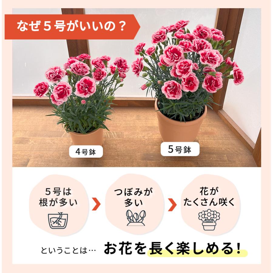 日本花キ流通 \39円OFFクーポン/ 母の日 プレゼント 選べる 日本花キ流通 \39円OFFクーポン/ 母の日 プレゼント 選べる