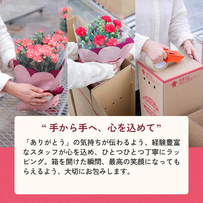 ＼遅れてごめんね／ 母の日 プレゼント 選べる カーネーション 12色 5号鉢 送料無料 メッセージカード付き 母の日ギフト 花 鉢植え 日本花キ流通 | 日本花キ流通 | 25