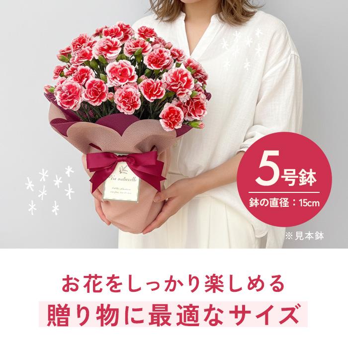 ＼遅れてごめんね／ 母の日 プレゼント 選べる カーネーション 12色 5号鉢 送料無料 メッセージカード付き 母の日ギフト 花 鉢植え 日本花キ流通 | 日本花キ流通 | 26