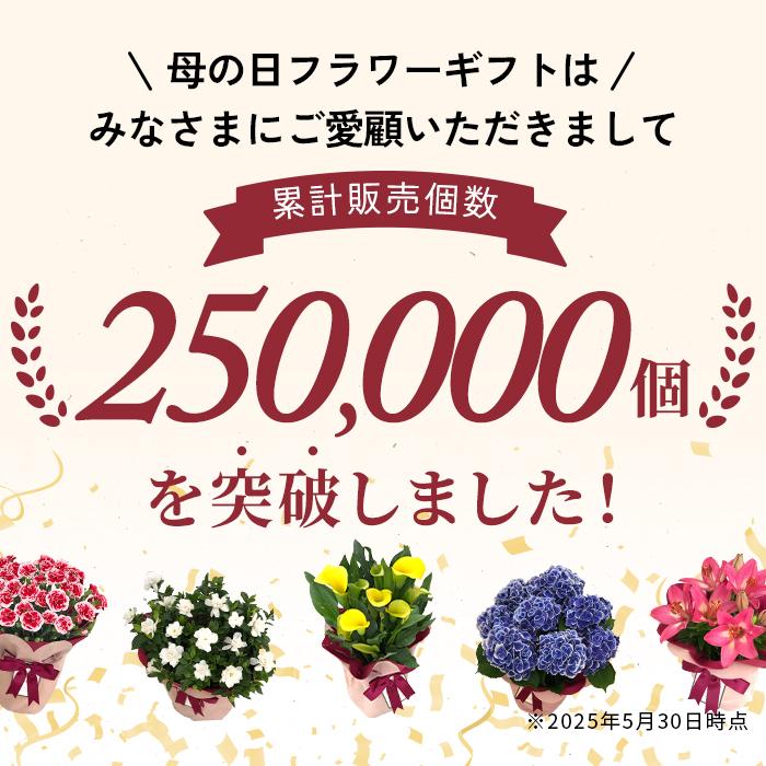 ＼遅れてごめんね／ 母の日 プレゼント 選べる カーネーション 12色 5号鉢 送料無料 メッセージカード付き 母の日ギフト 花 鉢植え 日本花キ流通 | 日本花キ流通 | 14
