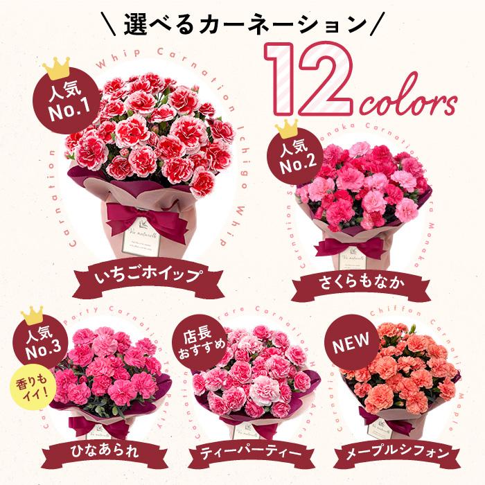 ＼遅れてごめんね／ 母の日 プレゼント 選べる カーネーション 12色 5号鉢 送料無料 メッセージカード付き 母の日ギフト 花 鉢植え 日本花キ流通 | 日本花キ流通 | 16