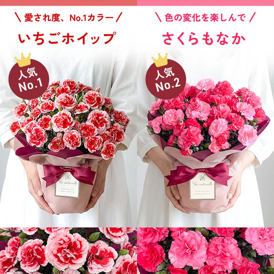 ＼遅れてごめんね／ 母の日 プレゼント 選べる カーネーション 12色 5号鉢 送料無料 メッセージカード付き 母の日ギフト 花 鉢植え 日本花キ流通 | 日本花キ流通 | 19