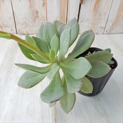 アンデスマツバボタン 日本花キ流通 多肉植物 seカランドリニア・シスタンサ アンデス