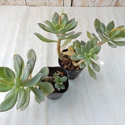 アンデスマツバボタン 日本花キ流通 多肉植物 seカランドリニア・シスタンサ アンデス