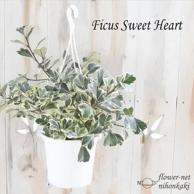 フィカス トライアンギュラリス スウィートハート 観葉植物 5号 吊り鉢 インテリア おしゃれ 鉢植え Z 101 001 フラワーネット日本花キ流通 通販 Yahoo ショッピング
