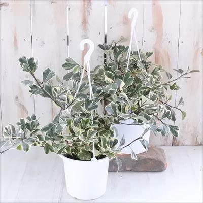 フィカス トライアンギュラリス スウィートハート 観葉植物 5号 吊り鉢 インテリア おしゃれ 鉢植え Z 101 001 フラワーネット日本花キ流通 通販 Yahoo ショッピング