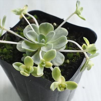 日本花キ流通 多肉植物 seオロスタキス 斑入り子持ち蓮華 カスタード