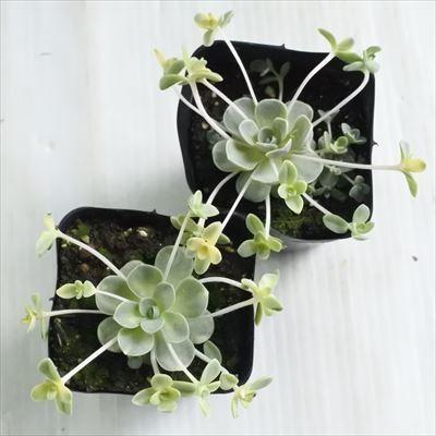 日本花キ流通 多肉植物 seオロスタキス 斑入り子持ち蓮華 カスタード