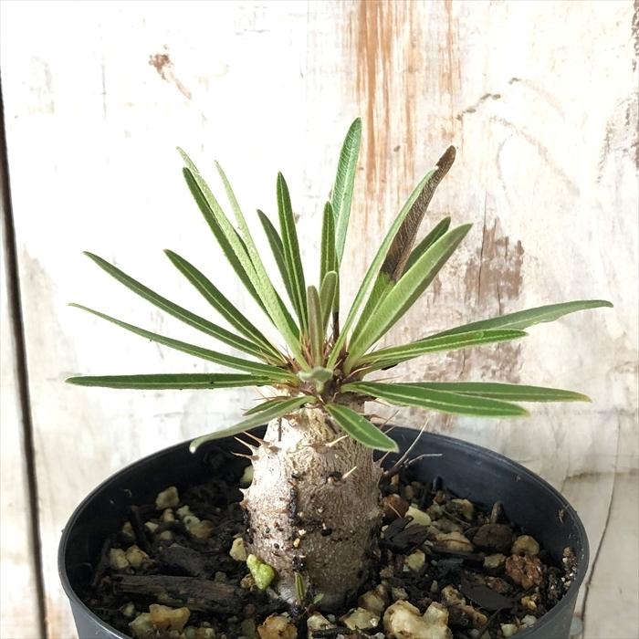 多肉植物 Caパキポディウム グラキリス 実生 7 5ｃｍポット 多肉植物 コーデックス Z 001 002 フラワーネット日本花キ流通 通販 Yahoo ショッピング