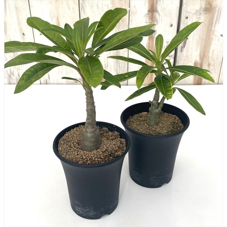 パキポディウム デカリー塊根植物 コーデックス 日本花キ流通 多肉植物 caパキポディウム デカリー 実生 送料無料 多肉