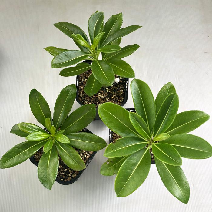 日本花キ流通 多肉植物 caパキポディウム デカリー 実生 10.5cm