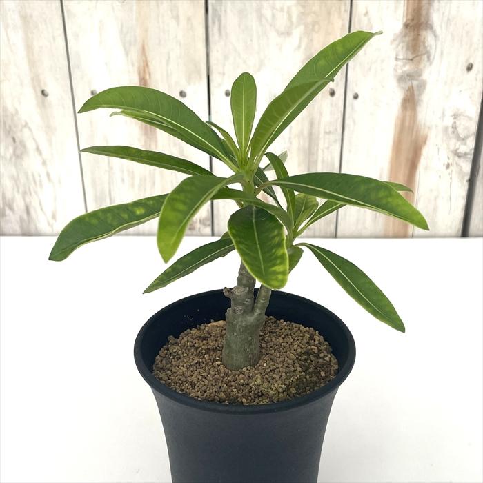 パキポディウム　デカリー 塊根植物 多肉 パキポディウム・デカリー/盆栽、多肉植物、塊根植物、観葉植物