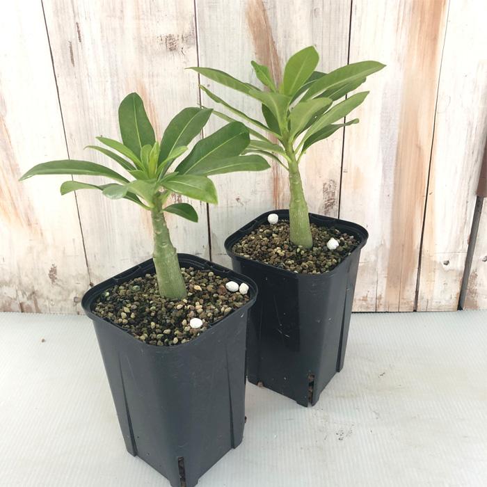 日本花キ流通 多肉植物 caパキポディウム デカリー 実生 送料無料 多肉