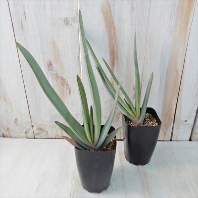 多肉植物 Sdアロエ プリカティリス 多肉植物 アロエ 7 5cmポット Z 001 004 フラワーネット日本花キ流通 通販 Yahoo ショッピング