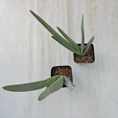 多肉植物 Sdアロエ プリカティリス 多肉植物 アロエ 7 5cmポット Z 001 004 フラワーネット日本花キ流通 通販 Yahoo ショッピング