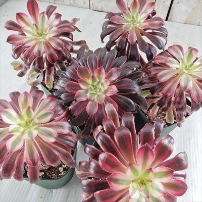 日本花キ流通 多肉植物 希少種 アエオニウム サンシモン バイオレット