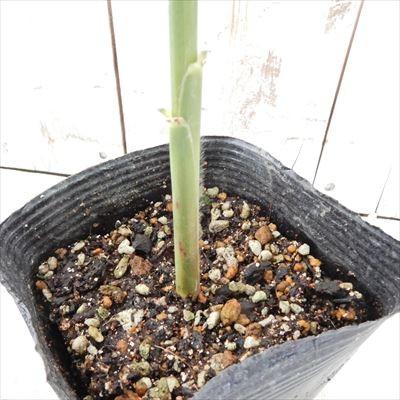 日本花キ流通 サトウキビ 苗 10.5cmポット 和三盆 竹糖 野菜苗 家庭