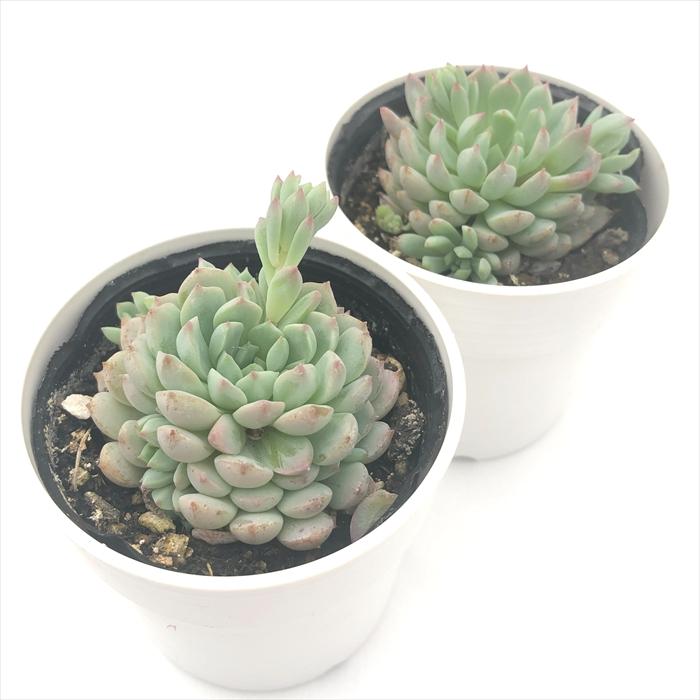 多肉植物 緑とピンクのロゼット*6 多肉植物 緑とピンクのロゼット*6 多肉植物 緑とピンクのロゼット