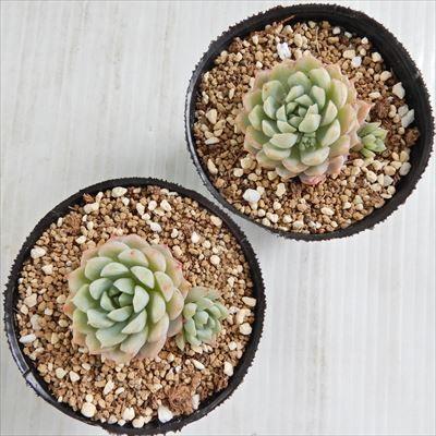 アウトレット セール品 47 ピンクローザ群生 多肉植物 公式 Www Ijqr Net