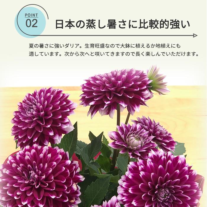 【遅れてごめんね】母の日 プレゼント ダリア カンクン 5号鉢 送料無料 母の日ギフト 花 鉢植え best｜flower-net｜04