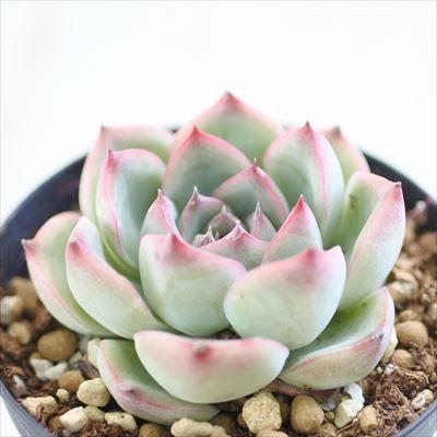 人気ブランド多数対象 多肉植物 Swkエケベリア シルアンス エケベリア 7 5cmポット