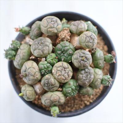 日本花キ流通 多肉植物 caユーフォルビア グロボーサ 0528-04 多肉植物