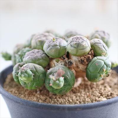 日本花キ流通 多肉植物 caユーフォルビア グロボーサ 0528-04 日本花キ流通 多肉植物 caユーフォルビア グロボーサ 0528-04