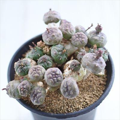 多肉植物 Caユーフォルビア グロボーサ 0528 05 多肉植物 コーデックス 現品販売 3号鉢 Z 001 005 フラワーネット日本花キ流通 通販 Yahoo ショッピング