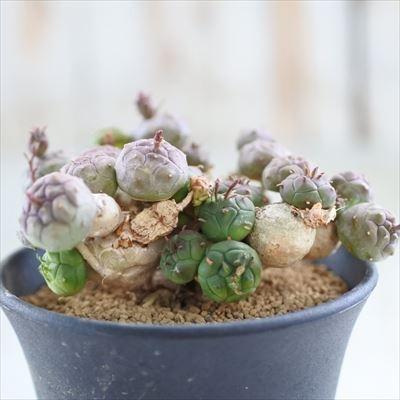多肉植物 Caユーフォルビア グロボーサ 0528 05 多肉植物 コーデックス 現品販売 3号鉢 Z 001 005 フラワーネット日本花キ流通 通販 Yahoo ショッピング