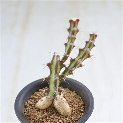 多肉植物 Caユーフォルビア クンシー 多肉植物 ユーフォルビア クンチー 7 5cmポット Z 001 006 フラワーネット日本花キ流通 通販 Yahoo ショッピング