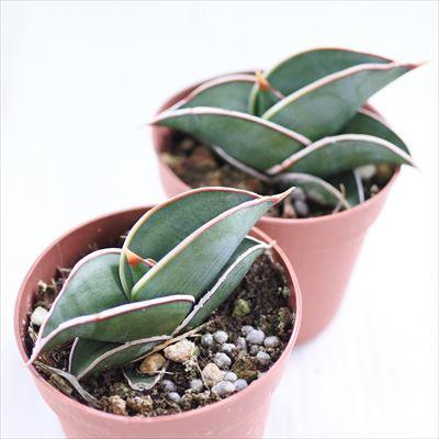 日本花キ流通 観葉植物 サンスベリア ロリダ 7.5cmポット 送料