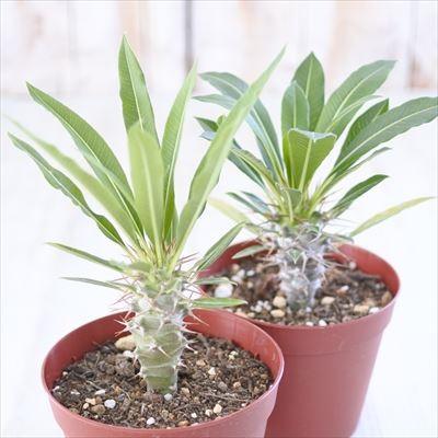 日本花キ流通 多肉植物 caパキポディウム ラメリー var ラモーサム