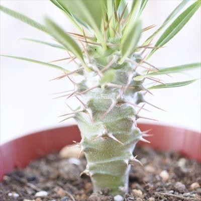 日本花キ流通 多肉植物 caパキポディウム ラメリー var ラモーサム