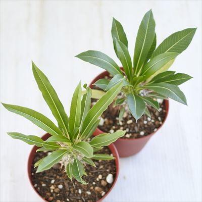日本花キ流通 多肉植物 caパキポディウム ラメリー var ラモーサム
