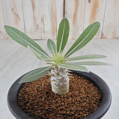 多肉植物 Caパキポディウム 伊藤ハイブリッド 9cmポット 多肉植物 パキポディウム コーデックス Z 001 010 フラワーネット日本花キ流通 通販 Yahoo ショッピング