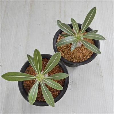 日本花キ流通 多肉植物 caパキポディウム 伊藤ハイブリッド 9cmポット