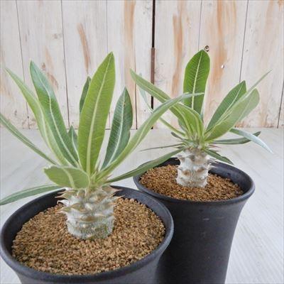 日本花キ流通 多肉植物 caパキポディウム ホロンベンセ 9cmポット 多肉