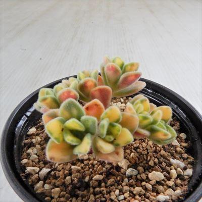 日本花キ流通 多肉植物 hmアエオニウム アイクリソン錦 日本花キ流通 多肉植物 hmアエオニウム アイクリソン錦