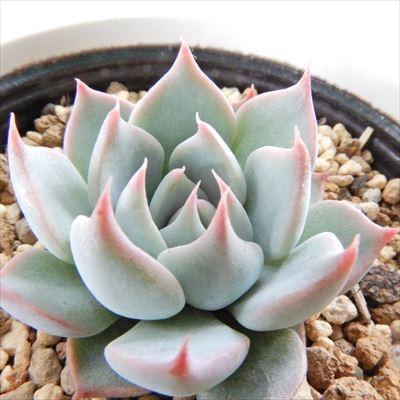 多肉植物 yukエケベリア チワワエンシスYecora×ザラゴーサspノバ 多肉植物 yukエケベリア チワワエンシスYecora×ザラゴーサspノバ