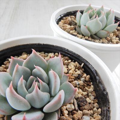 多肉植物 yukエケベリア チワワエンシスYecora×ザラゴーサspノバ 多肉植物 yukエケベリア チワワエンシスYecora×ザラゴーサspノバ