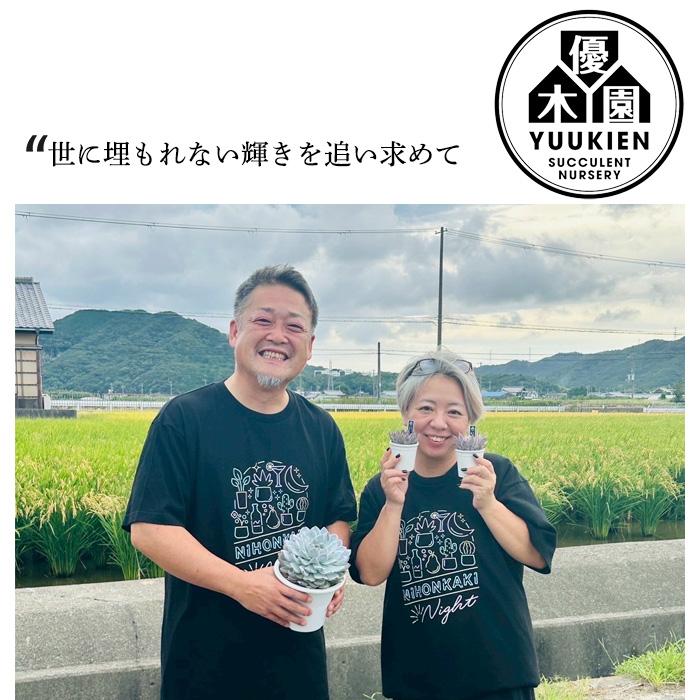 多肉植物 yukエケベリア チワワエンシスYecora×ザラゴーサspノバ 優木