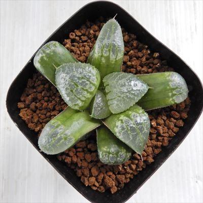 Niハオルチア ブラックレイン スプレンデンス スプリング N水晶コンプト 実生苗 多肉植物 カクタスニシさん苗 ハオルチア 0610 33 現品販売 7 5cmポット Z 001 036 フラワーネット日本花キ流通 通販 Yahoo ショッピング