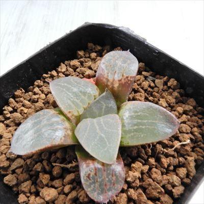 Niハオルチア 日光 スプリング交配美種 だるま水晶 N水晶コンプト実生選抜 実生苗 多肉植物 カクタスニシさん苗 ハオルチア 0610 36 現品販売 7 5cmポット Z 001 039 フラワーネット日本花キ流通 通販 Yahoo ショッピング